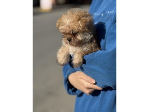 A kalite teacup erkek morkie yavrumuz