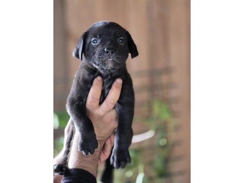 Cane corso yavruları
