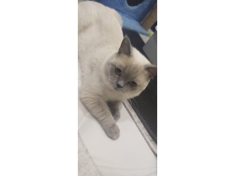 1 dişi ve 1 erkek british shorthair