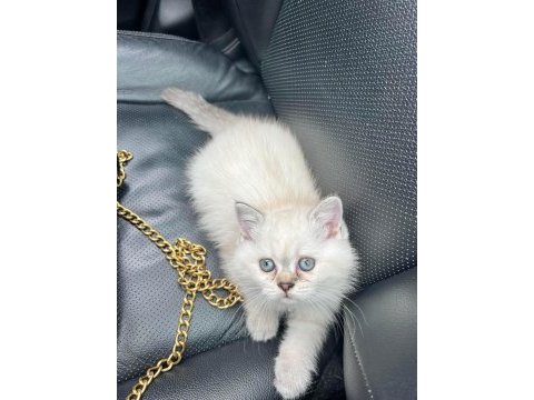 Safkan dişi british shorthair yavrumuz