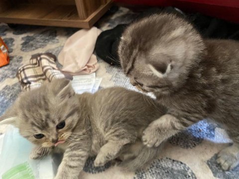2 yavru 1 erkek 1 dişi scottish fold