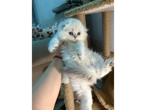 British longhair bebekler dişi erkek
