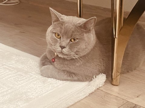 Oğlum a yuva arıyoruz british shorthair