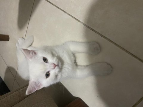 2 aylık british yavru kedi satılık