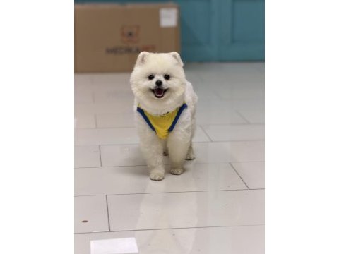 Teddy bear 9 aylık pomeranian