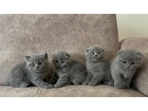 Oyuncu scottish fold yavrular