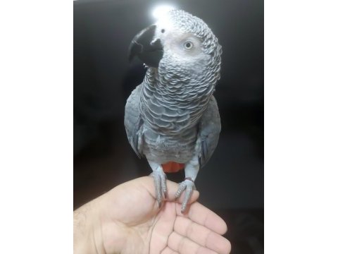 Yerli üretim kapalı bilezik jako konuşur eğitimli