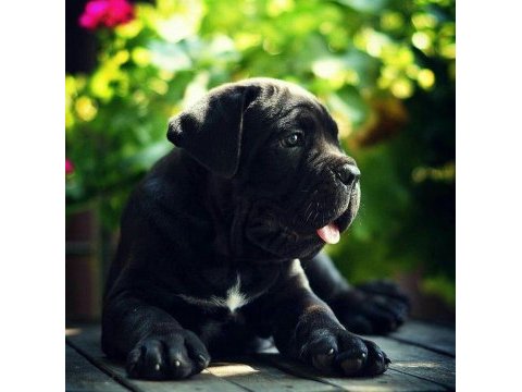 Asil cane corso yavrular