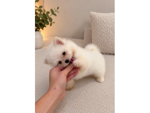 Pomeranian teddy face teacup 