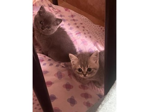 Minnoş yavru kedilerim yeni ailesini arıyor