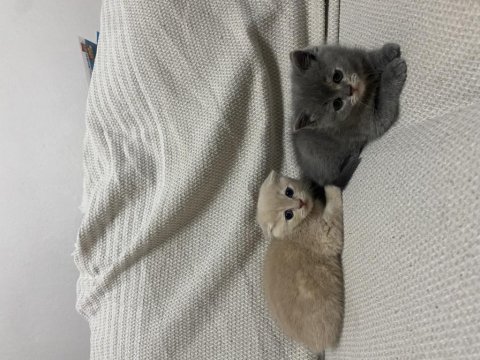 Scottish fold ve british yavrularımız