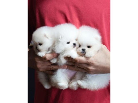Teddy bear pomeranian en mini yavrular