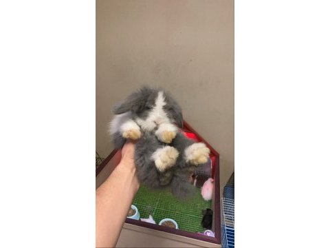 Hollanda lop tavşan yavruları