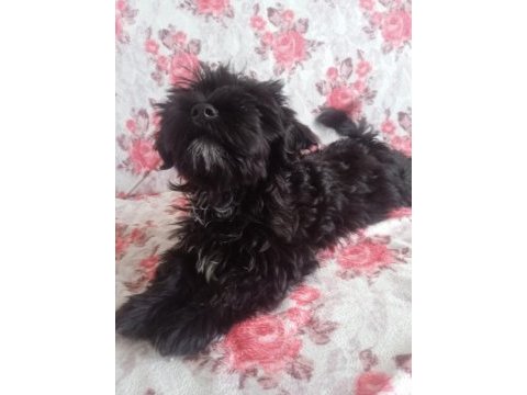 3 aylık dişi terrier