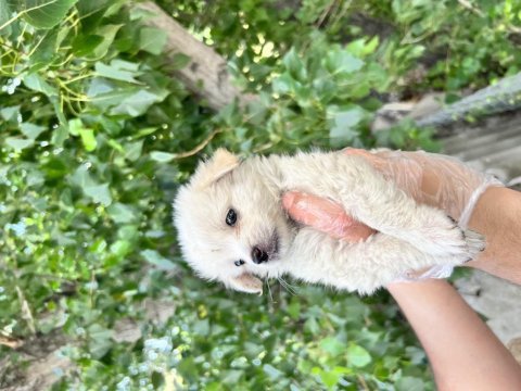 Terrier yavrularımız bursa türkiye tüm iller