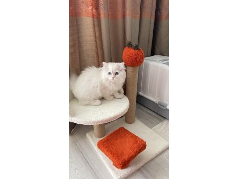 3 yaşında kedimizi sahiplendirme
