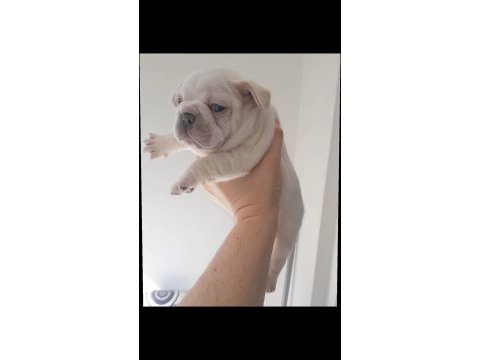 Egzotik french bulldog lilac tan platinum erkek bebekler