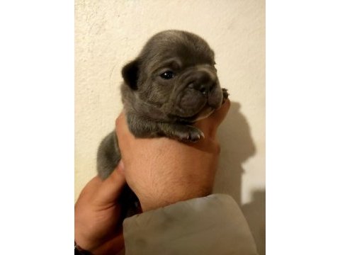 French bulldog