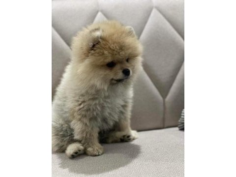 Teddy bear ayıcık 3 aylık erkek ankara içi pomeranian