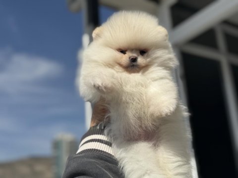 Petmode köpek çiftliğinden teddy face pomeranian
