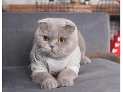 Scottish fold kızımıza yuva