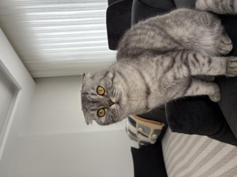Scottish fold bal kızım