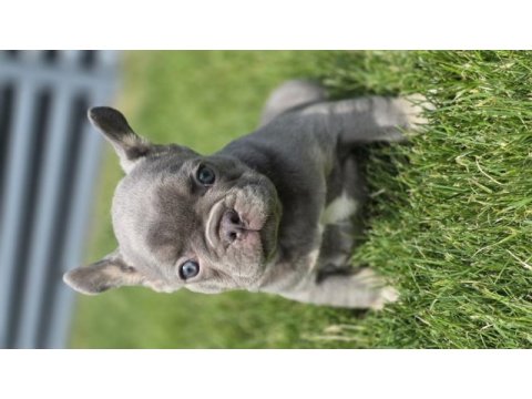 Renkli gözlü ev ortamında bakılan french bulldog yavrularım