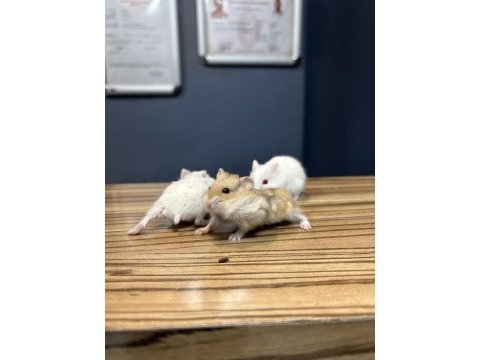 Yavru hamster çeşitlerimiz