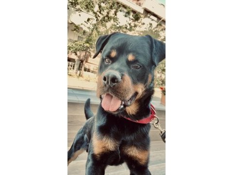 11 aylık erkek sevimli rottweiler