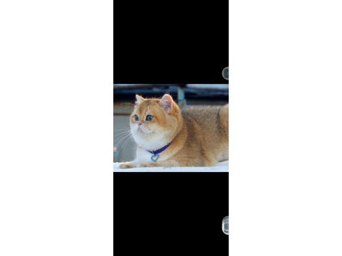 British shorthair oğlumuz