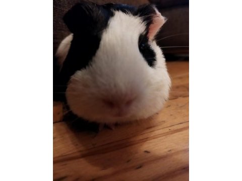 6 aylık erkek yavru guinea pig