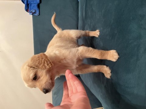 8 haftalık yavru karemel golden retriever