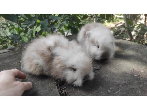 Çok tatlı yavru hollanda lop tavşanı