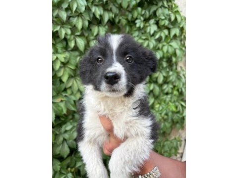 Teslime hazır border collie yavrular