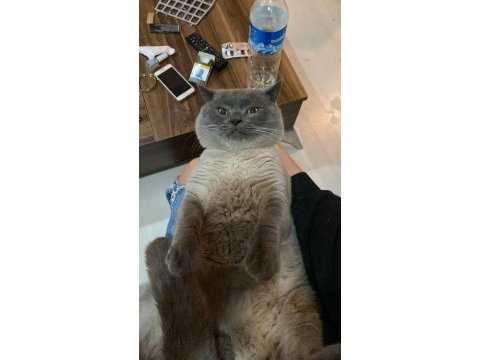 British blue point erkek british (açıklamayı okuyunuz)