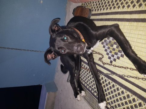 Labrador melezi hera yuva arıyor