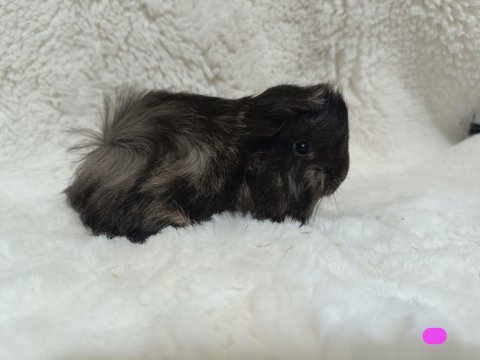 Sevimli guinea pig yavrular