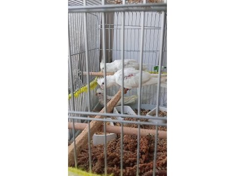 45 günlük albino sultan papağanı yavrular