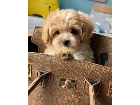 F2 maltipoo yavruları