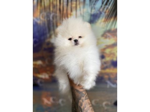 Garantili teacup teddy pomeranian