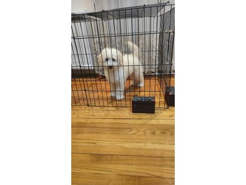 Pofuduk toy poodle yavrular