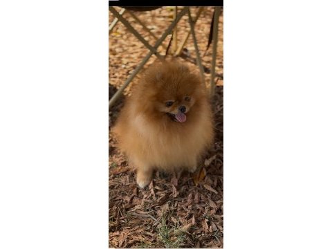 2,5 yaşında erkek üst kalite pomeranian boo