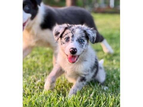 Border collie kapıda ödemeli çiftlik kredi kartı geçer