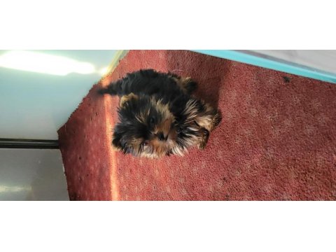 Safkan ırk garantili yorkshire terrier bebekler