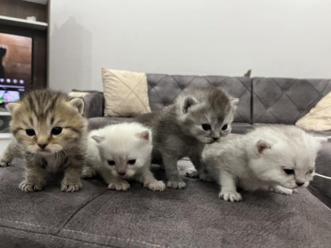 Sevecen kedimiz