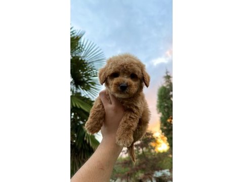 Kore maltipoo tedy face yavrumuz yeni yuvasına hazır
