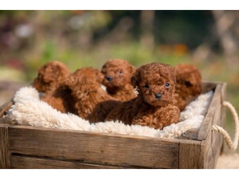 Show kalite miniboy korekan poodle