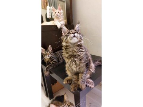 Full şecereli maine coon ünvanlı ebeveynlerden