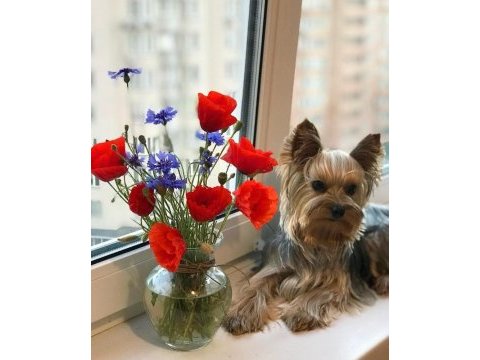 Eğitimli hazır yorkshire terrier