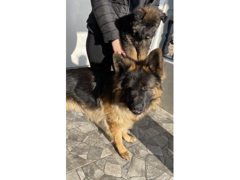 Siyah maske düşük bel şecereli alman kurdu yavrularımız